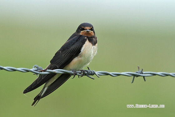 Rauchschwalbe - Copyright Stefan Pfützke