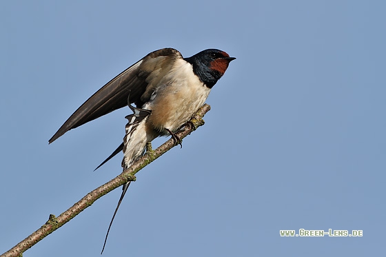 Rauchschwalbe - Copyright Stefan Pfützke