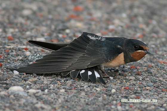 Rauchschwalbe - Copyright Stefan Pfützke