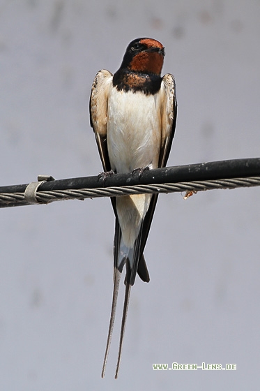 Rauchschwalbe - Copyright Stefan Pfützke