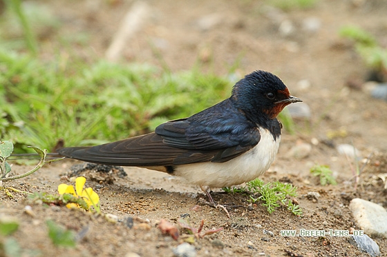 Rauchschwalbe - Copyright Stefan Pfützke