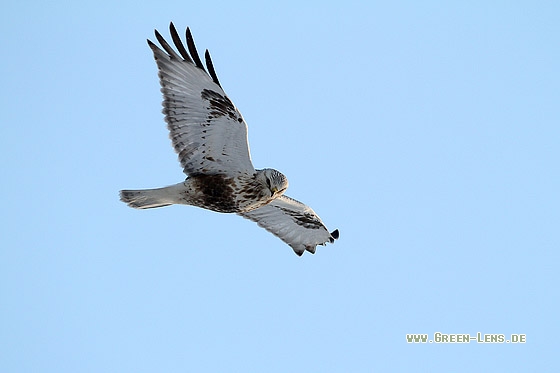 Raufußbussard - Copyright Stefan Pfützke