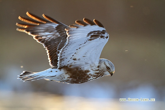 Raufußbussard - Copyright Stefan Pfützke