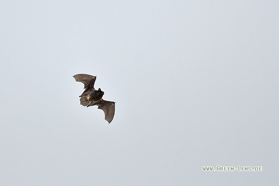 Rauhautfledermaus - Copyright Stefan Pfützke