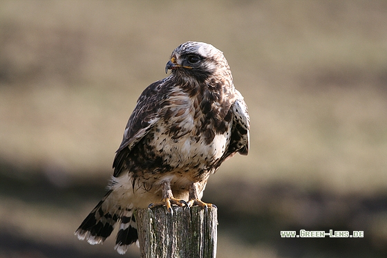 Raufußbussard - Copyright Stefan Pfützke