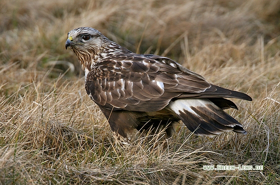 Raufußbussard - Copyright Stefan Pfützke