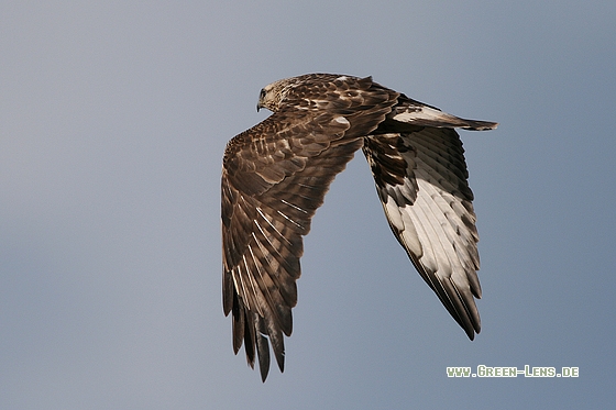 Raufußbussard - Copyright Stefan Pfützke