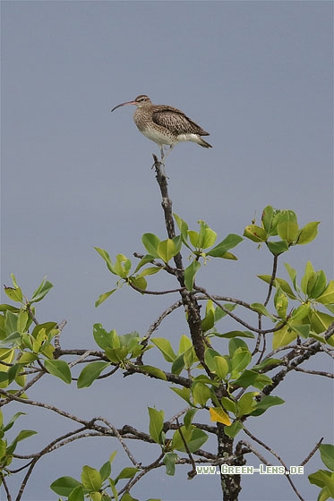 Regenbrachvogel - Copyright Stefan Pfützke