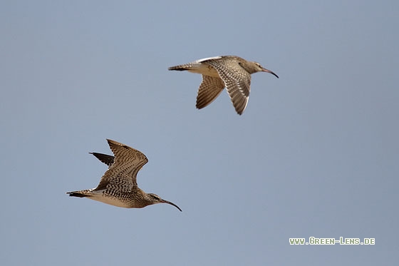 Regenbrachvogel - Copyright Stefan Pfützke