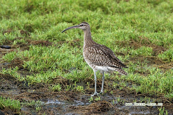 Regenbrachvogel - Copyright Stefan Pfützke