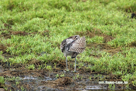 Regenbrachvogel - Copyright Stefan Pfützke