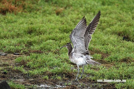 Regenbrachvogel - Copyright Stefan Pfützke