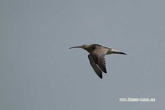 Großer Brachvogel - Copyright Stefan Pfützke