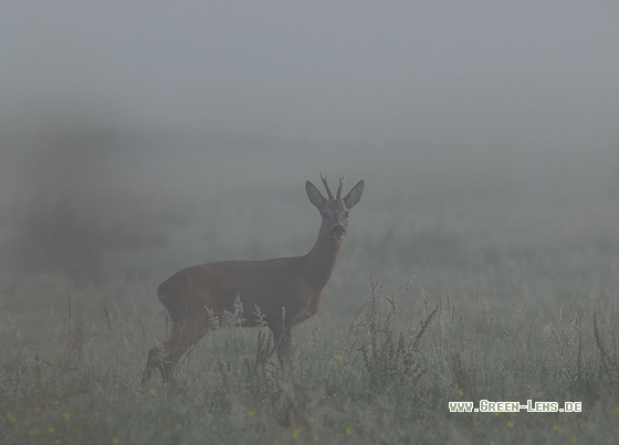 Reh - Copyright Christian Gelpke