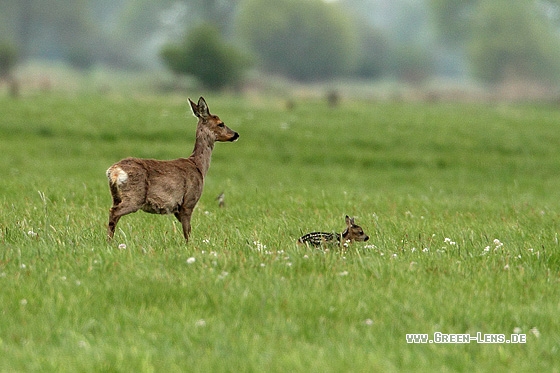 Reh - Copyright Stefan Pfützke