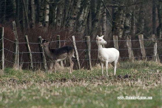 Damhirsch - Copyright Stefan Pfützke