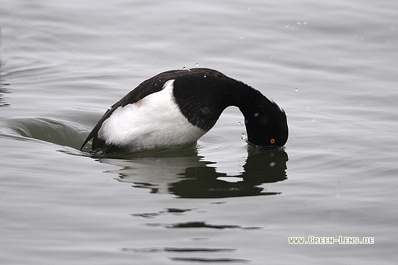 Reiherente - Copyright Stefan Pfützke