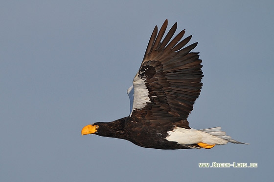 Riesenseeadler - Copyright Stefan Pfützke