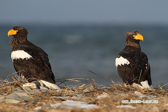 Riesenseeadler - Copyright Stefan Pfützke