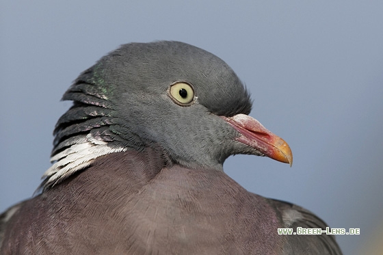 Ringeltaube - Copyright Mathias Putze