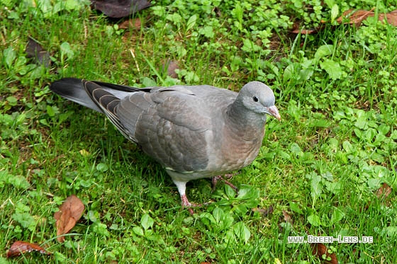 Ringeltaube - Copyright Stefan Pfützke