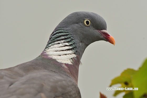 Ringeltaube - Copyright Stefan Pfützke