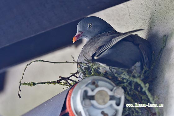 Ringeltaube - Copyright 