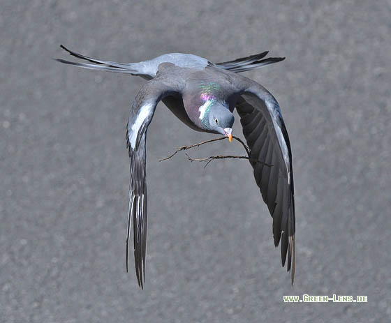 Ringeltaube - Copyright 