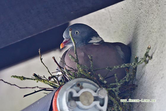 Ringeltaube - Copyright 