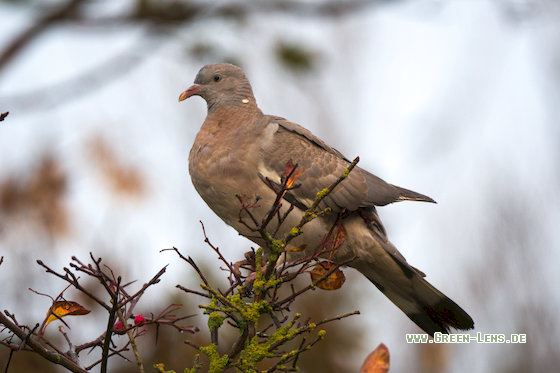 Ringeltaube - Copyright 