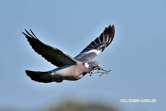 Ringeltaube - Copyright 