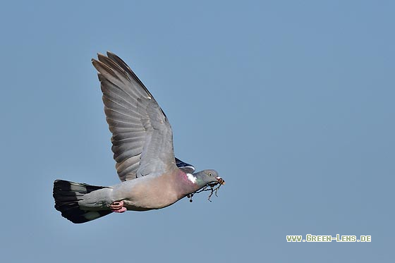 Ringeltaube - Copyright 