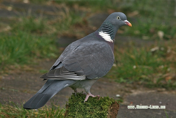 Ringeltaube - Copyright Stefan Pfützke