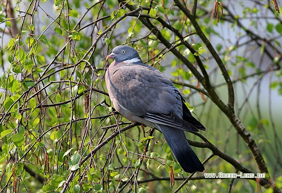 Ringeltaube - Copyright Stefan Pfützke