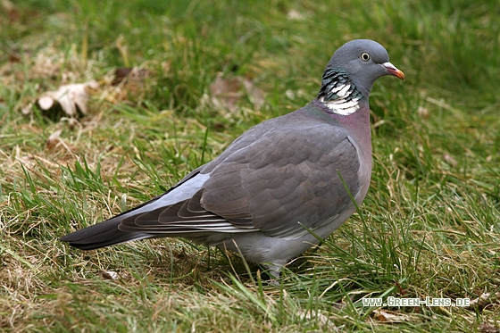 Ringeltaube - Copyright Stefan Pfützke