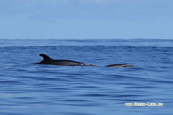 Rundkopfdelfin - Copyright Stefan Pfützke