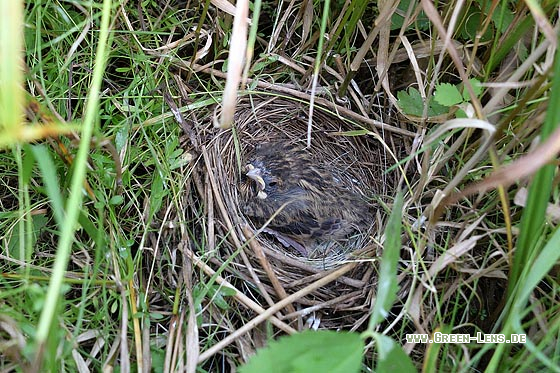 Rohrammer - Copyright 