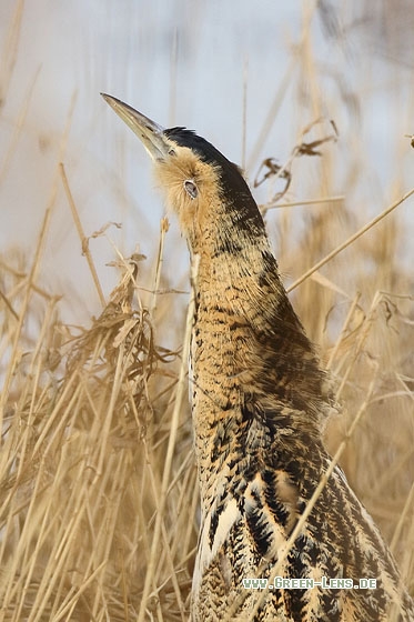 Rohrdommel - Copyright Stefan Pfützke