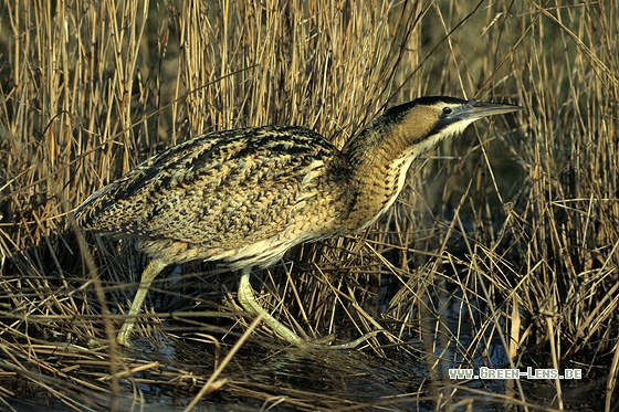 Rohrdommel - Copyright Stefan Pfützke