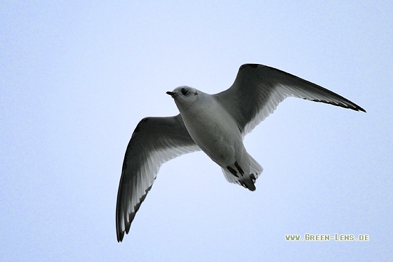 Rosenmöwe - Copyright Stefan Pfützke