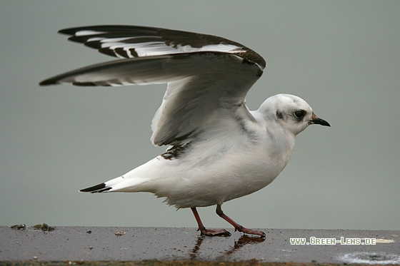 Rosenmöwe - Copyright Stefan Pfützke