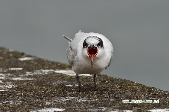 Rosenseeschwalbe - Copyright Stefan Pfützke