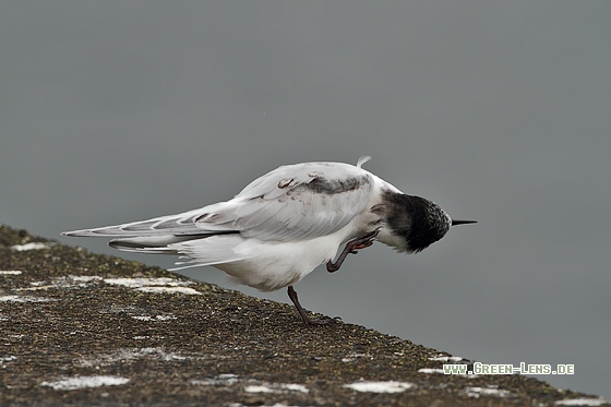 Rosenseeschwalbe - Copyright Stefan Pfützke