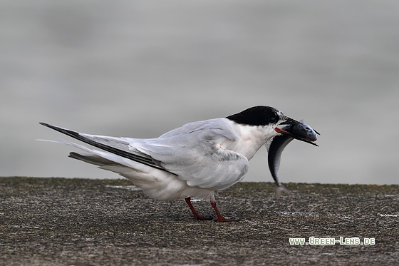 Rosenseeschwalbe - Copyright Stefan Pfützke