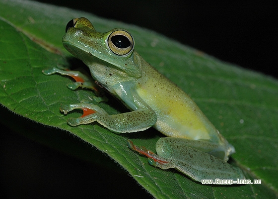 Rot-Schwimmhäuten Laubfrosch - Copyright Christian Gelpke