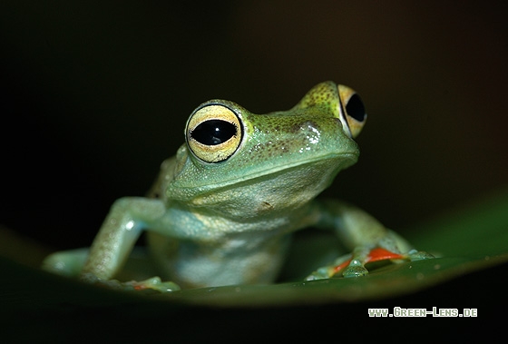 Rot-Schwimmhäuten Laubfrosch - Copyright Christian Gelpke