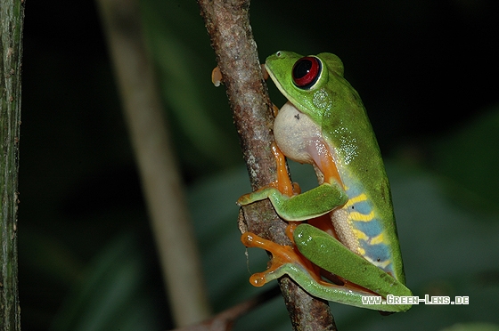 Rotaugenfrosch - Copyright Christian Gelpke