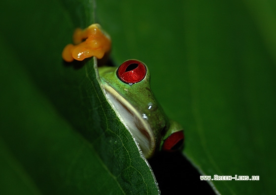 Rotaugenfrosch - Copyright Christian Gelpke