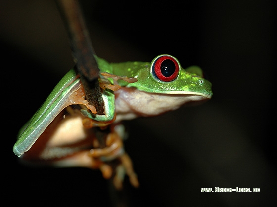 Rotaugenfrosch - Copyright Christian Gelpke