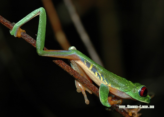 Rotaugenfrosch - Copyright Christian Gelpke